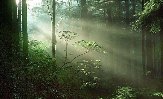 [Image: forest1.jpg]