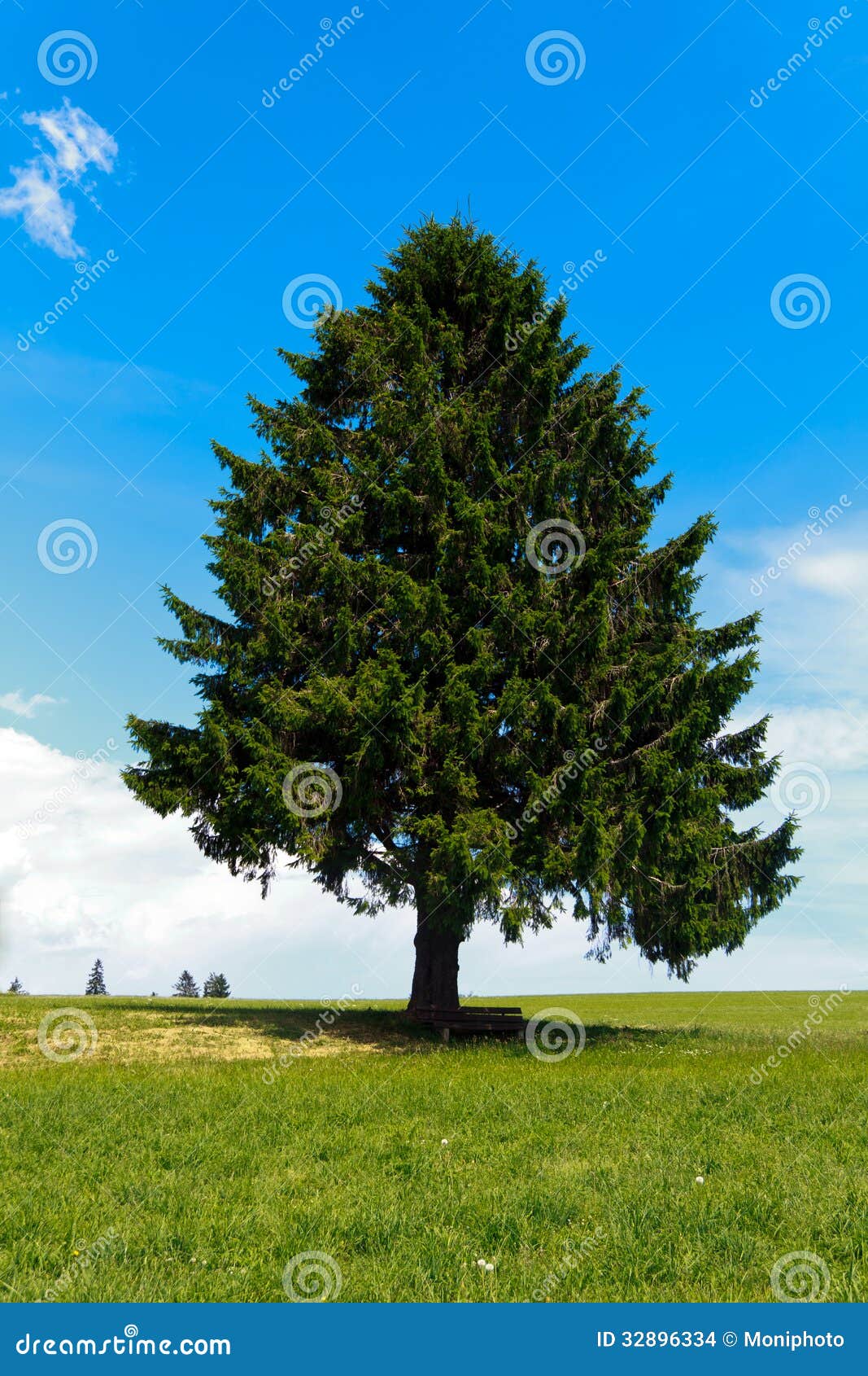 [Image: landscape-lonely-pine-tree-green-field-p...896334.jpg]